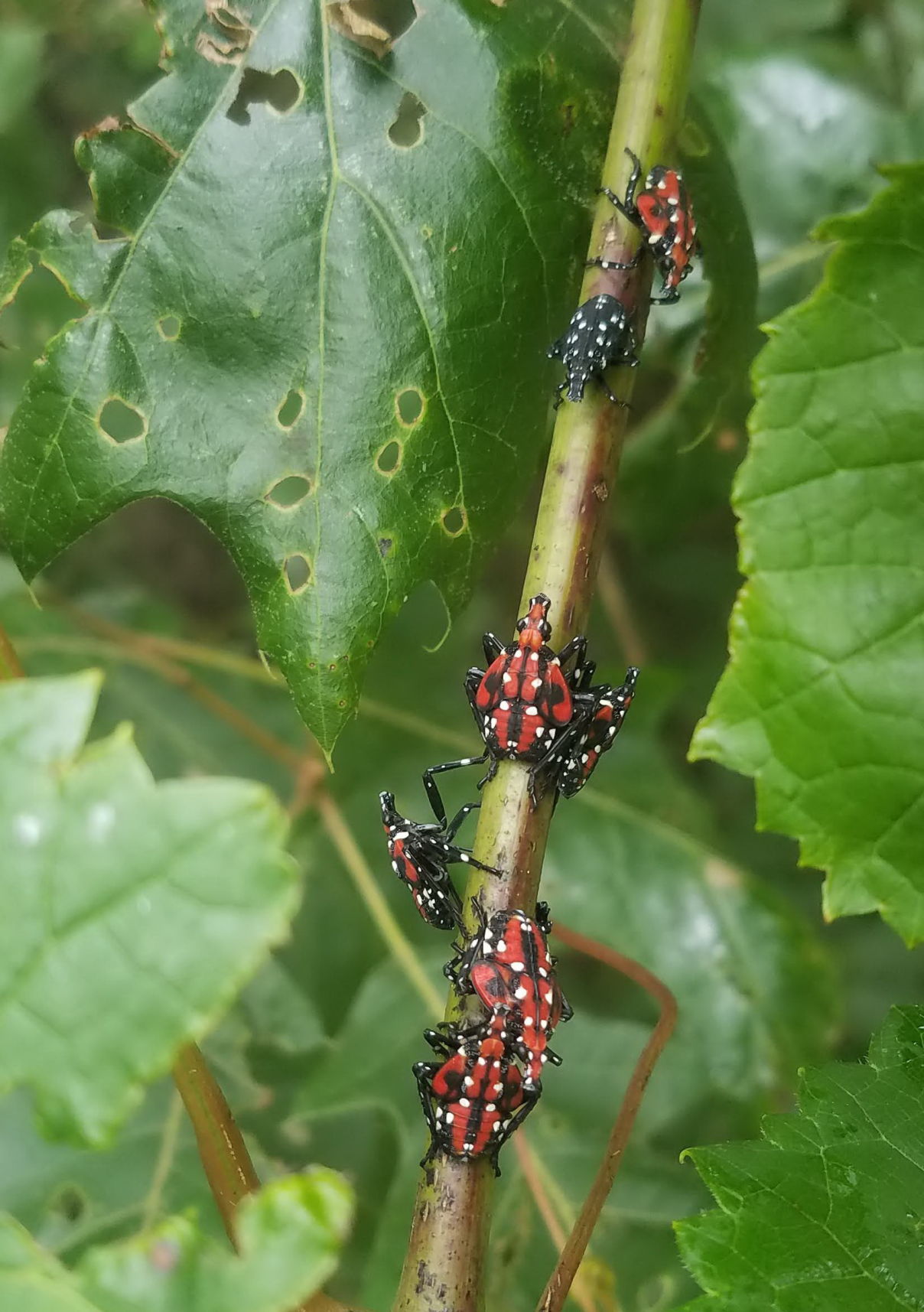 Spotted lanternfly